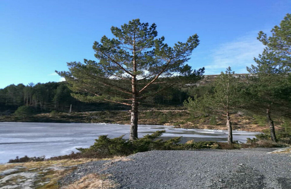 Dette bildet er fra den idylliske trimløypen, på toppen av den lille kystbyen Måløy.