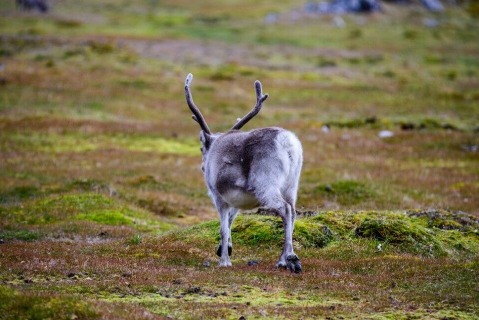 Viltkjøtt inneholder jern og mineraler som vi trenger, og fettsyrene som alle utebeitende dyr har er bare positivt. Viltkjøtt inneholder jern og mineraler som vi trenger, og fettsyrene som alle utebeitende dyr har er bare positivt.
