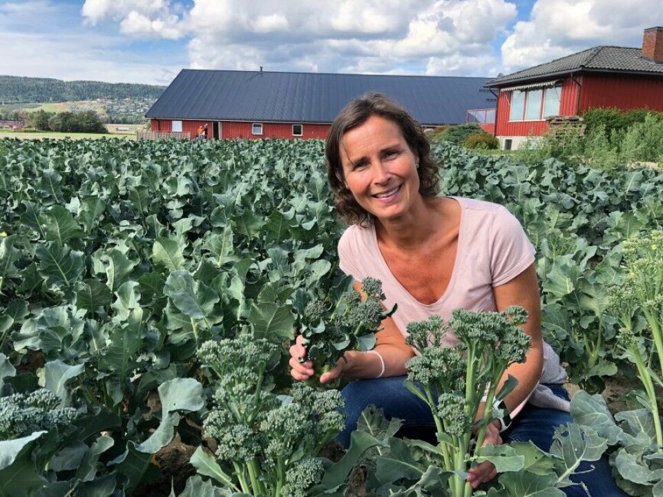 Besøk på Huseby gård i Lier. Her i Bimiåkeren. Bimi eller brokkolini som det også kalles, er en brokkolivariant med litt lengre stilker og mildere på smak.