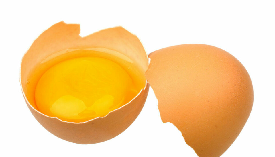 Helsedirektoratet gir derfor ingen konkrete anbefalinger om inntak av egg.